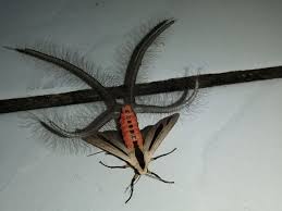 Tu sais le papillon on voudrait être libéré se voir éclore encore une fois mais cette fois en liberté. Ce Drole D Insecte Est En Realite Un Papillon Sciences Et Avenir