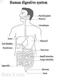 Digestive System Diagram Draw It Neat How To Draw Human Digestive System Human Digestive System Digestive System Diagram Human Respiratory System