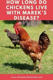 They are snacks to a huge range of predators. Amxn0gjhh5o54m