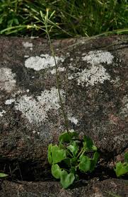 Image result for Senecio oxyriifolius