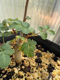 Image result for Commiphora pteleifolia