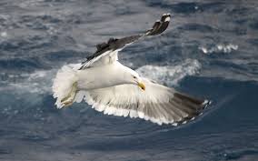 It can also be used as a topping for steamed or roasted vegetables, as a marinade for poultry, meat, fish, or as a dressing for potato salad. Hq Definition Picture Seagull Krastyo Elleray