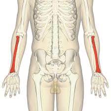 Radius is one of the term used as a measure of conic sections like circles, hyperbola,parabola ,ellipse. Radius Anatomie Wikipedia