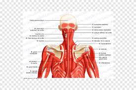 The central nervous system (cns) and the peripheral nervous system (pns). Posterior Triangle Of The Neck Head And Neck Anatomy Human Body Muscle Neck Muscle Text Hand Png Pngegg