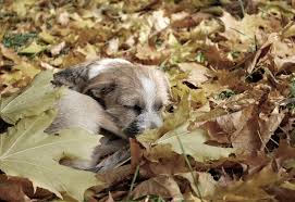 We did not find results for: Cachorro Morre De Frio Saiba Quando Ele Precisa De Ajuda