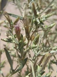 Image result for Pechuel-Loeschea leubnitziae