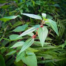 Image result for Pouzolzia guineensis