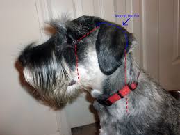 Standard Schnauzer Grooming Lines For Clipping The Face