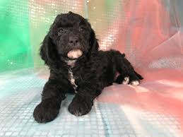 The pricing goes up from there but does not exceed $2500 for a goldendoodle puppy. Miniature Goldendoodle Puppies For Sale Breeder In Iowa