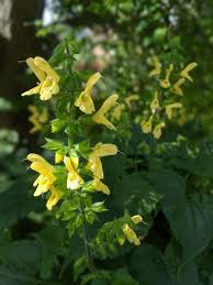 Image result for Salvia