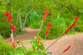 Firespike is basically a late autumn to early spring (with most flowers around december) flowering perennial that is like a combination of a hosta and a red saliva. How To Grow And Care For Firespike Plants