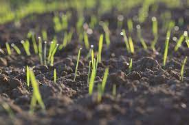 How To Plant Grass Seed On Hard Dirt Eathappyproject