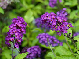 Image result for Gnidia burchellii