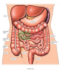 Enjoy a selection of illustrations, sketches, model sheets and tutorials by various artists, collected by character if you like human anatomy chart, you might love these ideas. Human Anatomy Chart Organs Human Anatomy