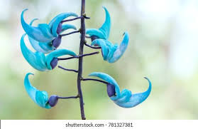 Image result for Strongylodon macrobotrys