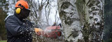 Sobald in dem baum den man eigentlich fällen möchte vogelnester, bruthöhlen, wespen, hornissen das ist auch für äste die überhängen geltend. Einen Baum Selber Fallen Wann Darf Man Das Ratgeber Magazin Tipps Von Kennstdueinen De