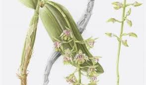 Image result for Calyptrochilum