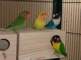 Parejas De Agapornis Pagina Web De Agapornisleo Love Birds Pet Pet Birds African Lovebirds