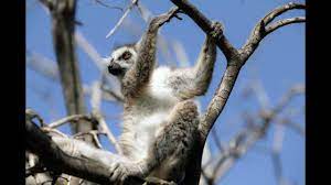 Lemurs Of Madagascar Ring Tailed Lemurs Lemur Koala Bear Madagascar