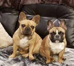 French bulldog puppies for sale in north carolina. 5 Best French Bulldog Breeders In North Carolina 2021 We Love Doodles