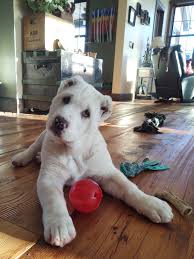 1600'lerden beri kullanılan bu türkmen dağlı alabai köpeği, aile için doğal bir koruyucudur, bu ırkın güçlü iradeli, kararlı, korkusuz ve kararlı özellikleri vardır. Vdmhjgrm7nz3zm