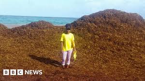 St Lucia - Seaweed? | Mumsnet