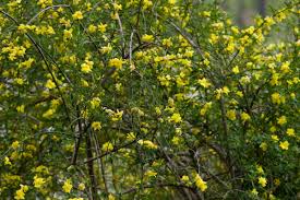 Fiore che si sviluppa come una pianta longilinea con diversi fiori gialli, alta anche 60 cm, biennale, cresce nei pascoli di media montagna, molto usata dagli indiani d'america per varie propiretà medicamentose (bollitura delle radici contro la tosse, olio del seme per la pelle), viene impiegata anche nella cura di schizofrenia, iperattività e malattie simili. 10 Piante Invernali Che Fioriscono Anche Con Il Freddo Greenme