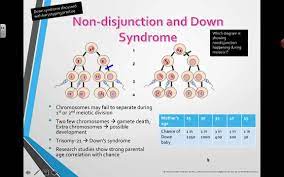 Non Disjunction And Down Syndrome 2016 Ib Biology Youtube