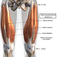 The quadriceps femoris is a hip flexor and a knee extensor. How To Stretch The Quadriceps Seniors Quadriceps Stretches More Life Health Seniors Health Fitness