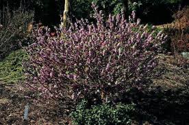 Image result for Daphne mezereum