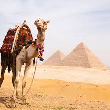 Camels have the ability to go up to seven months without drinking water. Fun Facts About African Animals The Camel