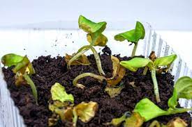 Почему зелень на окне не растет: причины всходов и засыхания