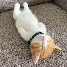 This Cute Kitten Is Going Viral On The Internet For His Adorable Way Of Sleeping Purrshare Munchkin Kitten Sleeping Kitten Kittens Cutest