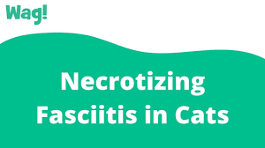 Program within @mayoclinicgradschool is currently accepting applications! Necrotizing Fasciitis In Cats Symptoms Causes Diagnosis Treatment Recovery Management Cost