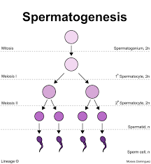 Spermatocyte - Wikipedia
