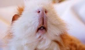 guinea pig hakkinda panosundaki pin