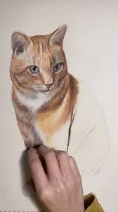 Joseph The Ginger Tabby Video In 2020 Pencil Drawings Of Animals Animal Art Art Drawings Sketches