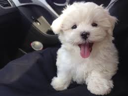 We did not find results for: Everyone Loves Those Cute Maltese Puppies Furry Babies