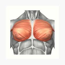 It is split into two by the linea alba. Close Up View Of Male Abdominal Muscles Art Print By Stocktrekimages Redbubble