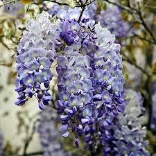 Pin On Garden Ideas