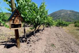 Le Domaine Vico Respecte Son Environnement Et Son Terroir Environnement Corse Domaine Viticole