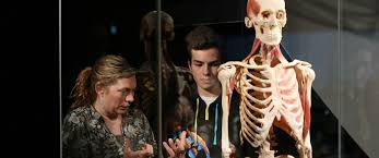 Image result for body worlds