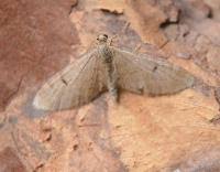 Image result for Eupithecia indigata