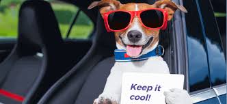 We recommend focusing on 4 most essential characteristics, each vital for your while we've been working in the wordpress themes industry for over a decade, we had to take our time and. Seven Effective Tricks To Keep Your Car Cool In The Summer