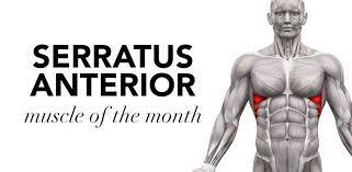 Is it as simple as strengthening the abdominal muscles? Muscle Of The Month Serratus Anterior Cms Fitness Courses