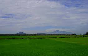 Kali ini pokmung cuba memburu ikan haruan di sawah padi, first time pokmung casting di sawah padi tapi dah ditimpa nasib. Sawah Padi A Photo From Kedah West Trekearth