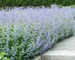Es war für mich uninteressant. Blaue Katzenminze Pflanzen Und Pflegen Mein Schoner Garten