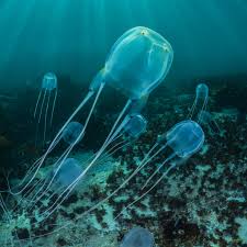 Jellyfish need to have relatively strong, bright tank lighting to thrive, and to allow the algae that will form part of their diet to photosynthesise effectively. Box Jellyfish National Geographic