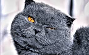 Gri Kedi Cinsleri 14 Tur Ve O Patiliyo Com