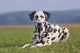 Image result for dalmatin